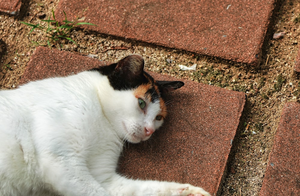 a white and brown cat laying on the ground
