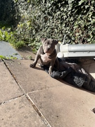 A young gray pit bull puppy sits on a tiled walkway, surrounded by lush green ivy climbing up a nearby wall. Sunlight casts a soft light on the scene, creating a bright and inviting atmosphere. The puppy appears to be resting on a black jacket placed on the ground.