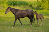 A foal playfully running alongside its mother in the ranch fields