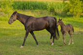 A foal gaiting happily alongside its mother in a lush green field.
