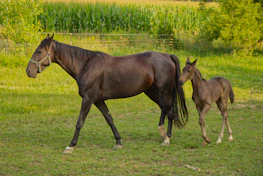 A foal gaiting happily alongside its mother in a lush green field.