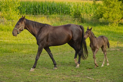 A brown mare walks alongside a foal in a lush, green pasture. The background features a field of tall corn and trees, under a clear sky.