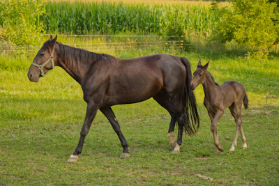 A foal playfully running alongside its mother in the ranch fields