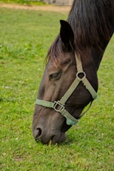 A close-up of a horse grazing on green grass. The horse is wearing a green halter and its eyes are partially closed as it eats.