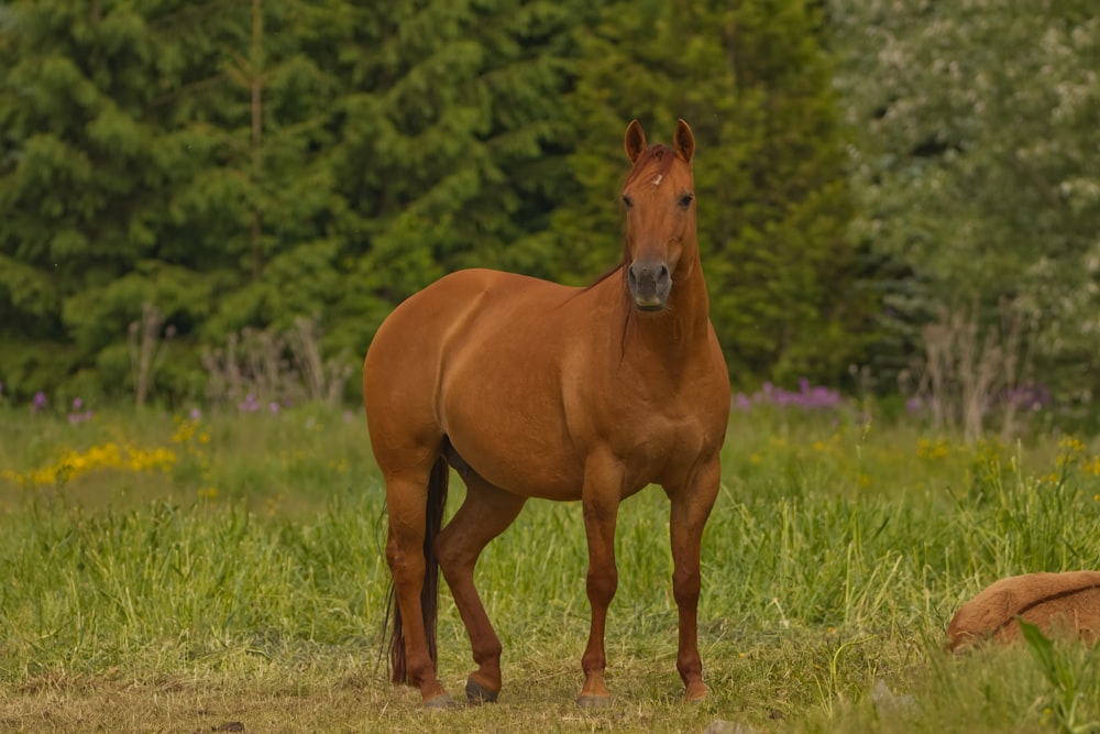 a brown horse standing on top of a lush green field