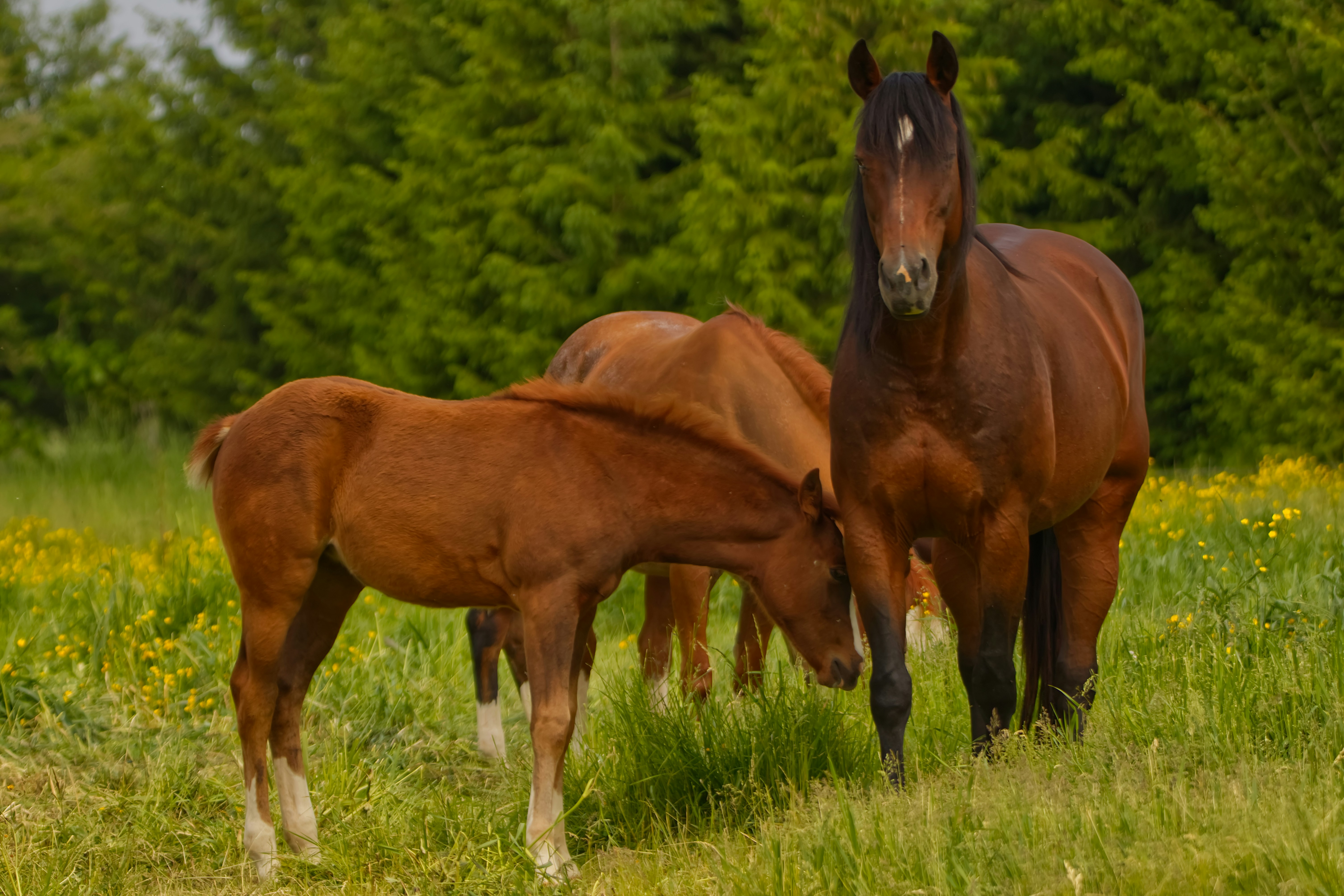 Photo by dallaspenner