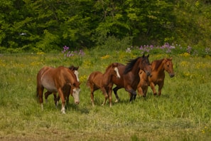 An artistic view of horses running freely in an open meadow.