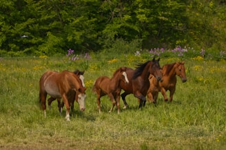 An artistic view of horses running freely in an open meadow.