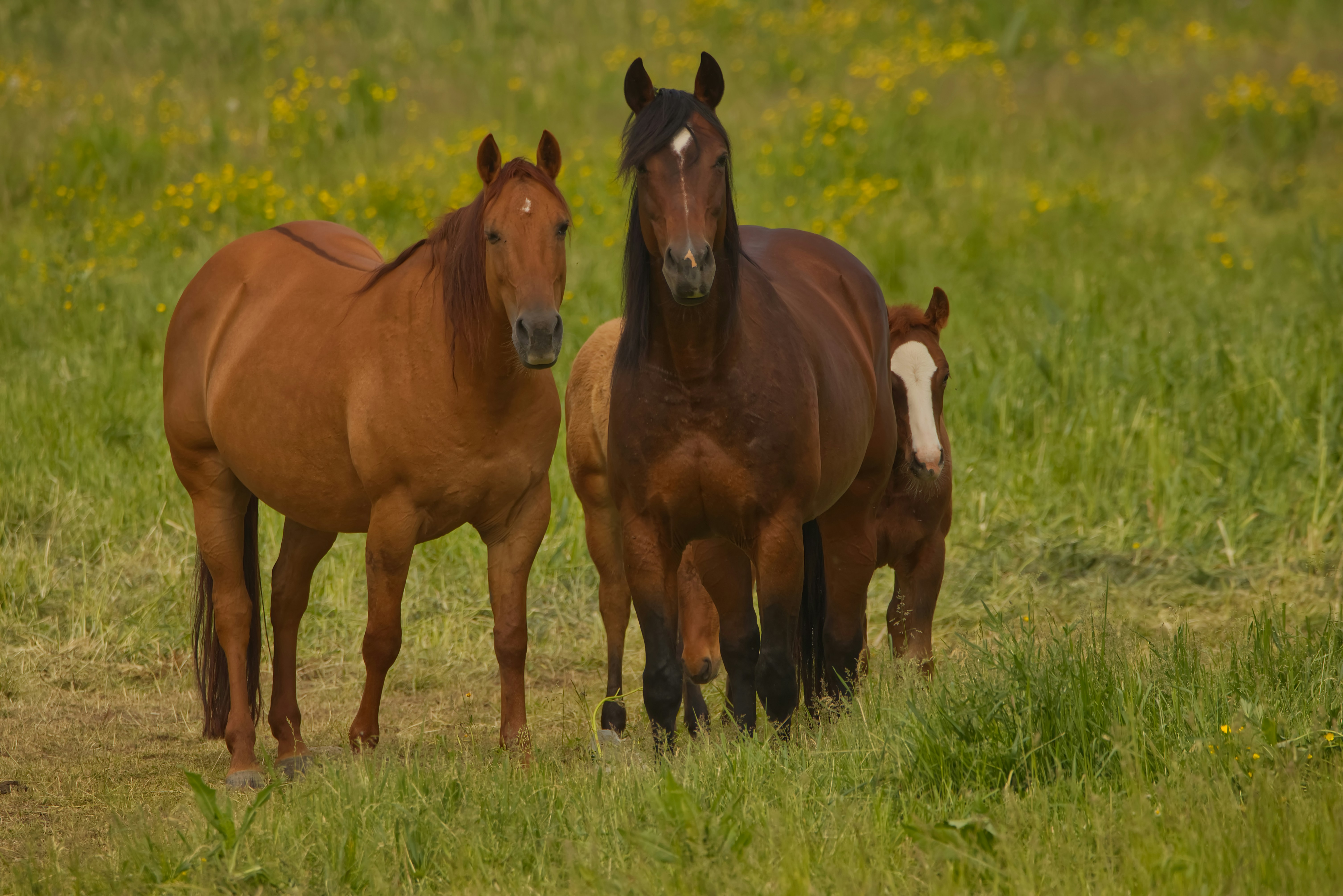 Photo by dallaspenner