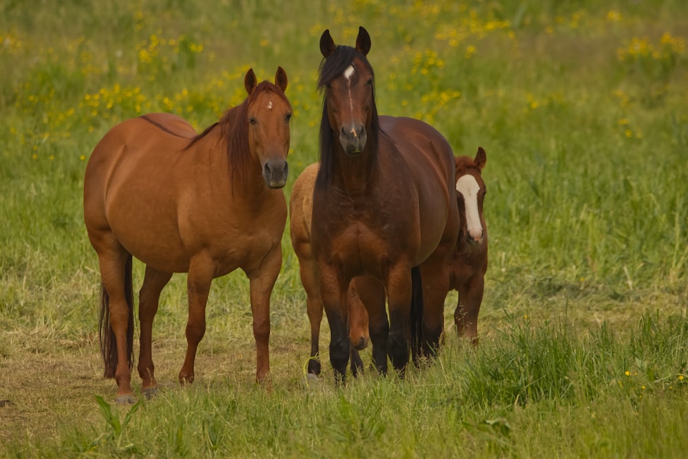 two brown horses standing next to each other in a field