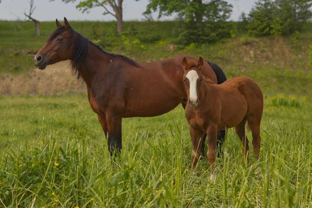 a brown horse standing next to a brown horse on a lush green field