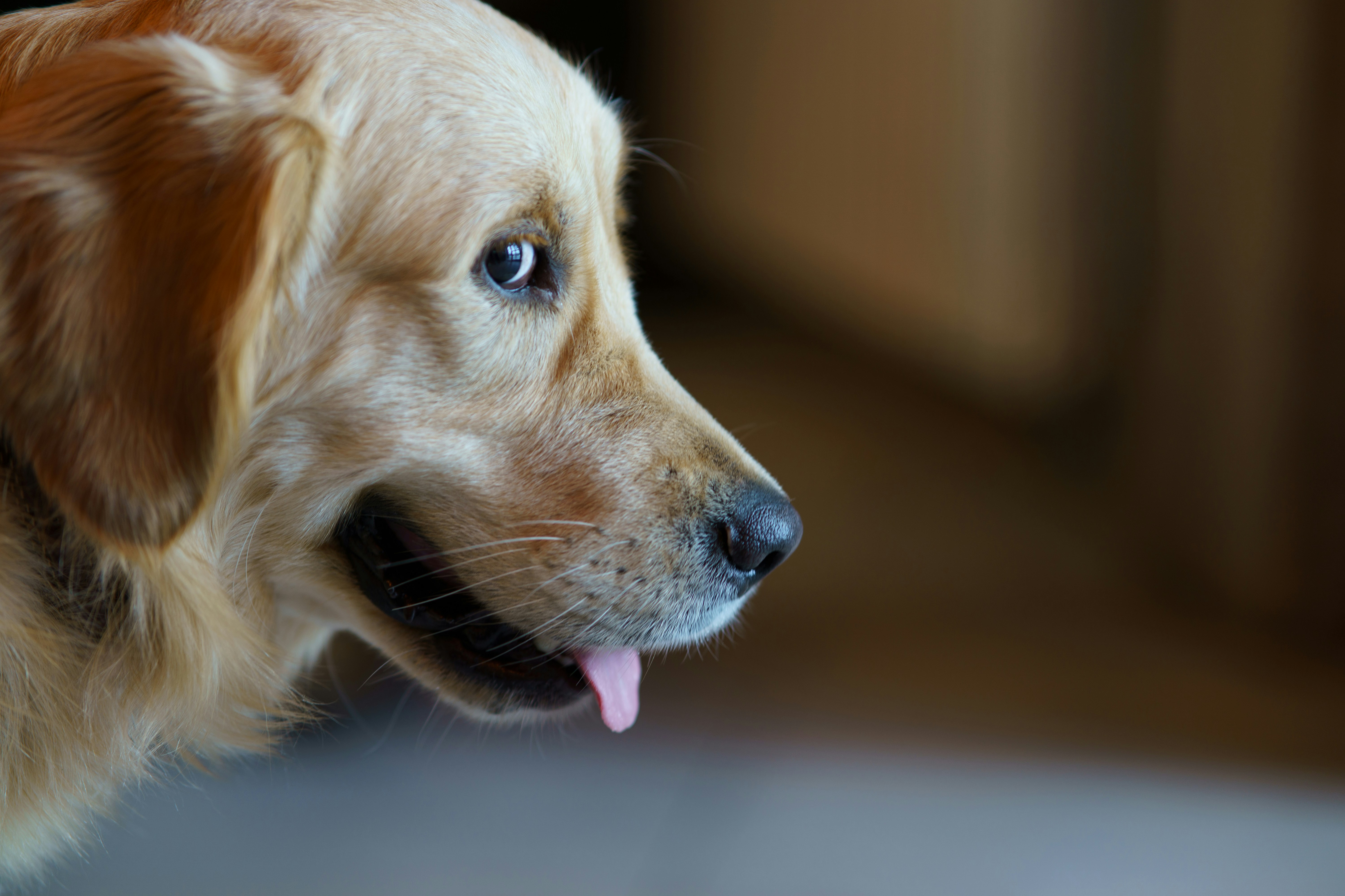 כפות בבוץ: גישת הממשות בטיפול בעזרת בעלי חיים