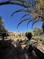 A Mediterranean-style garden showcasing resilient, sun-loving plants under clear skies.