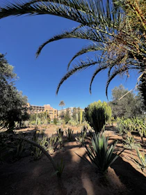 A vibrant garden filled with various types of cacti and desert plants under a clear blue sky. Tall palm trees frame the scene, and in the background, there are buildings with an earthy color palette. The sunlight casts distinct shadows on the sandy ground.