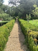 Spacious communal garden path bathed in dappled sunlight through tall trees.