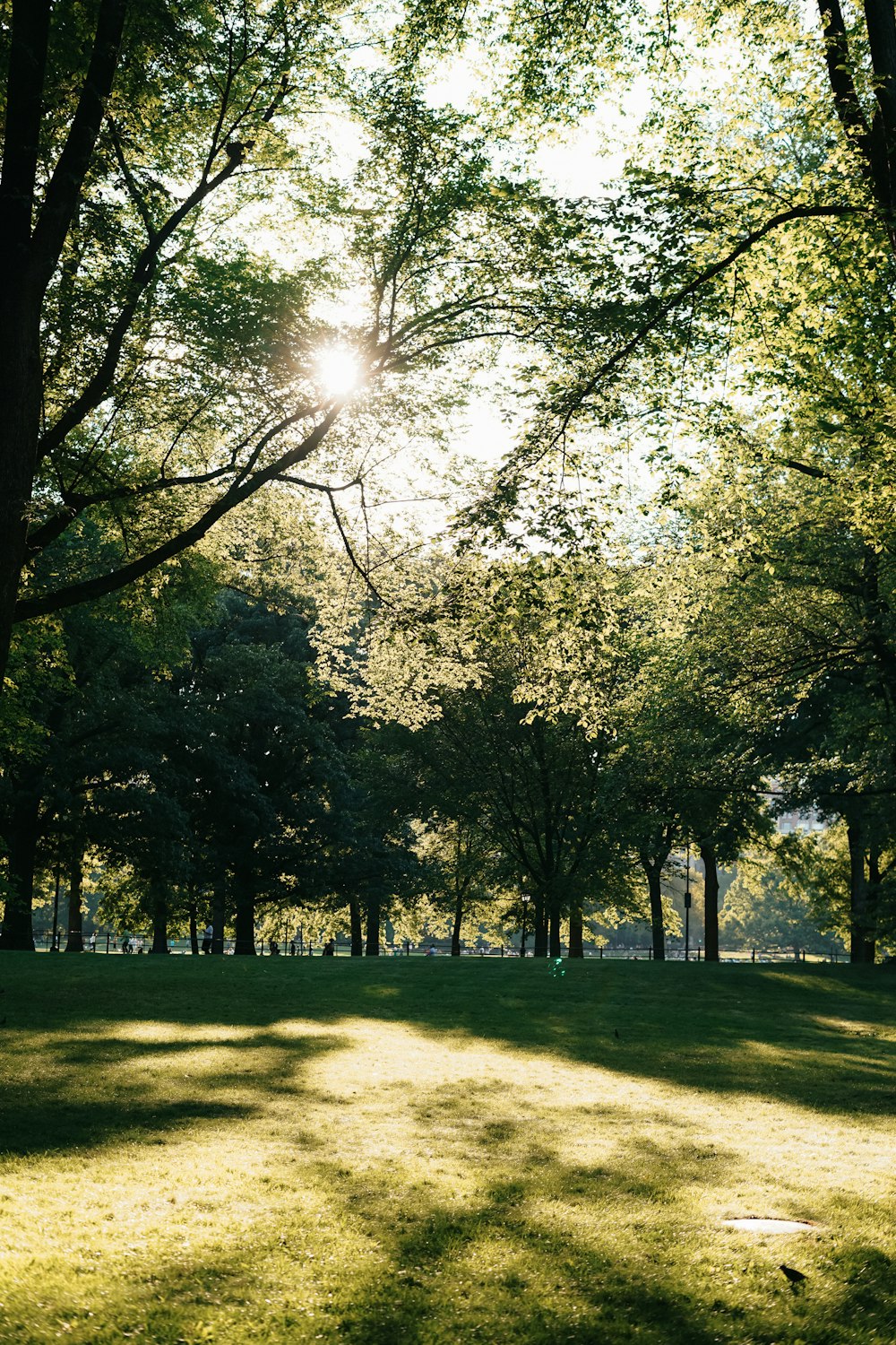 the sun is shining through the trees in the park