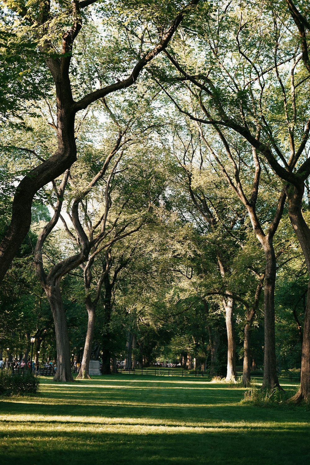 a park filled with lots of trees and green grass