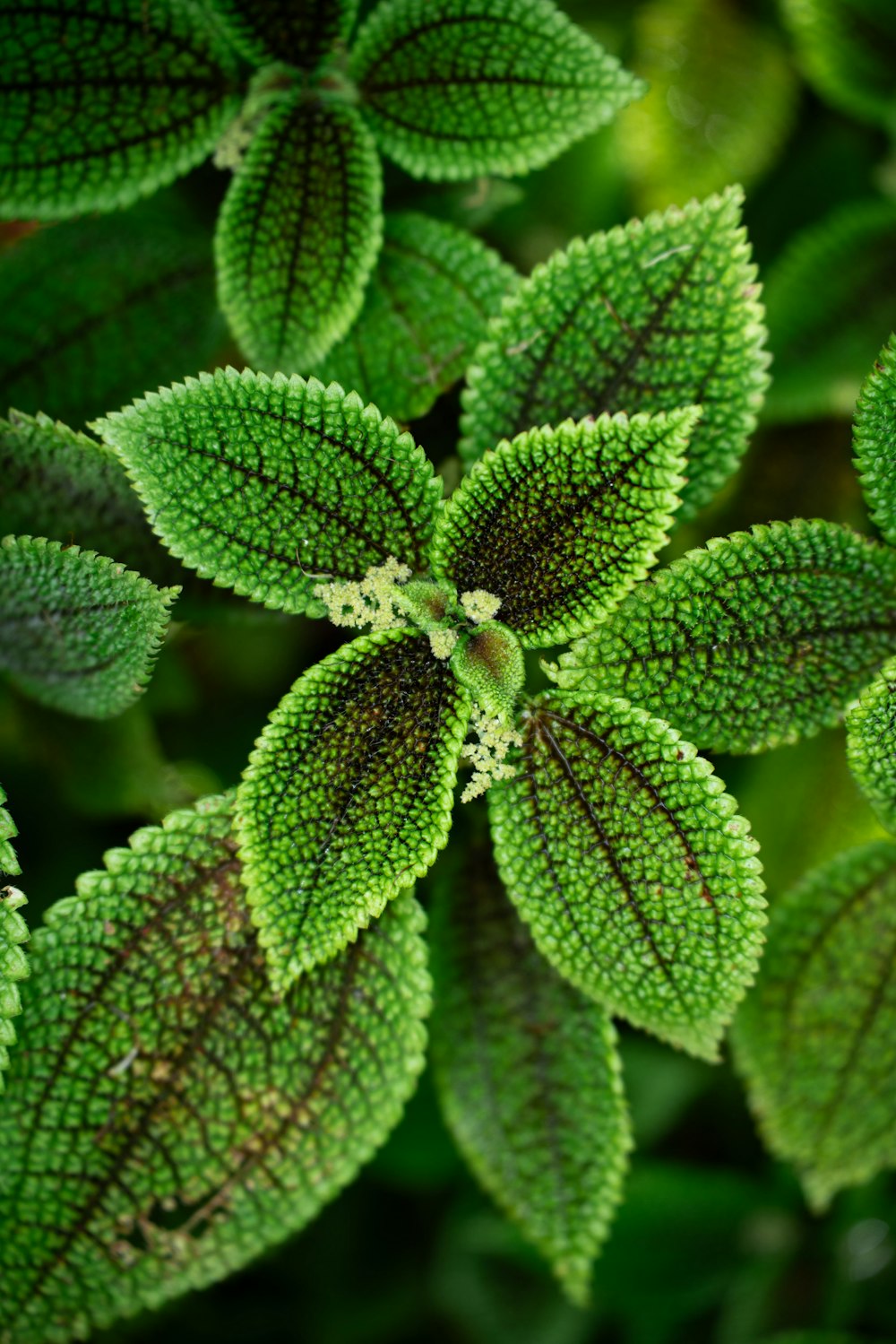 a close up of a bunch of green leaves