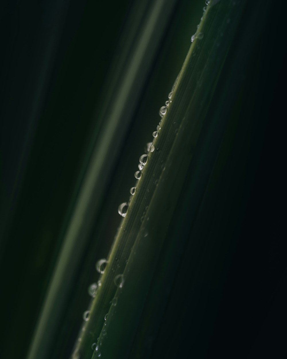 a close up of a green plant with drops of water on it