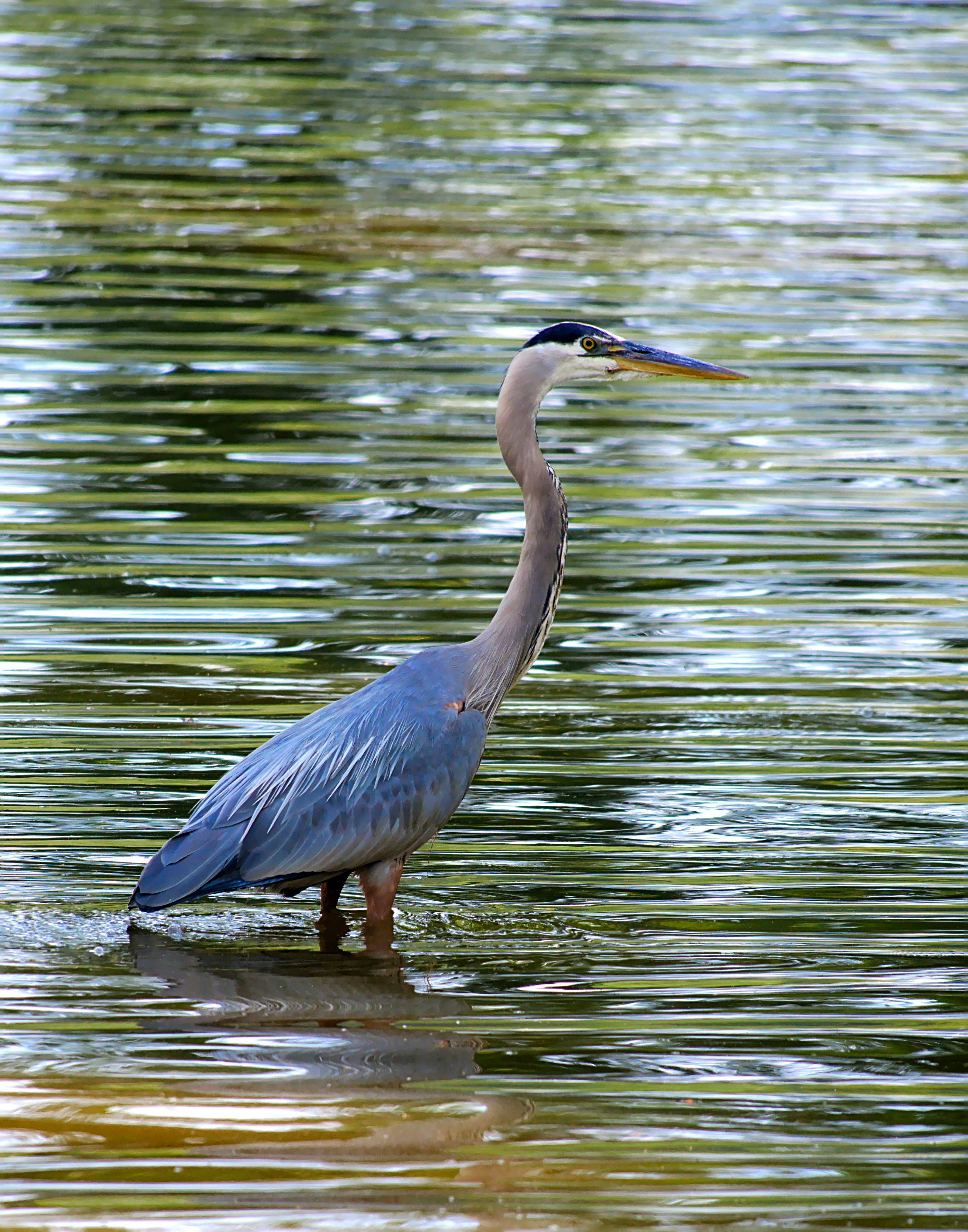 Photo by lazycreekimages