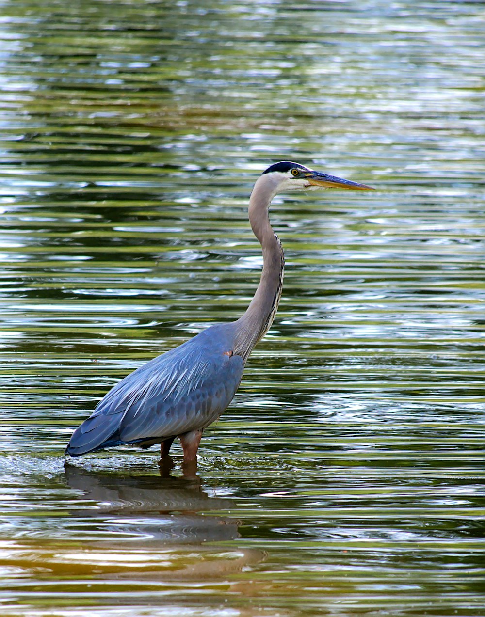 a blue heron standing in a body of water