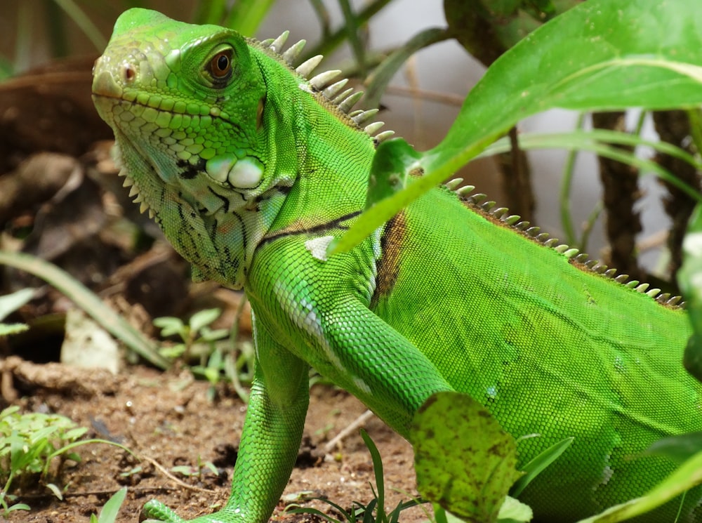 a close up of a green lizard on the ground