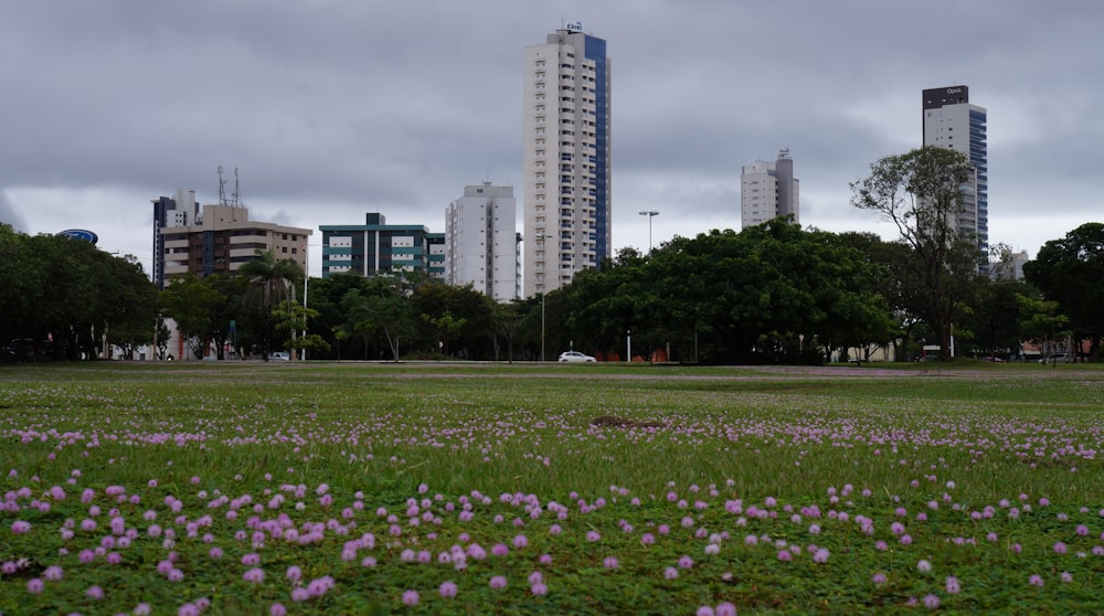 a field of purple flowers in front of tall buildings