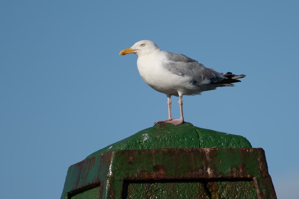 a seagull sitting on top of a green post