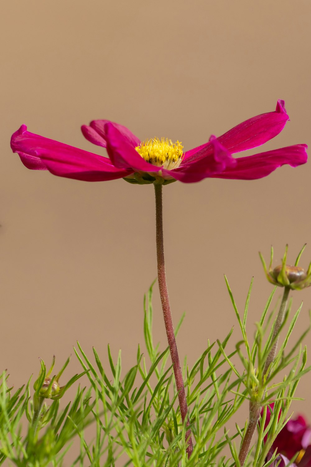 a pink flower with a yellow center in a garden