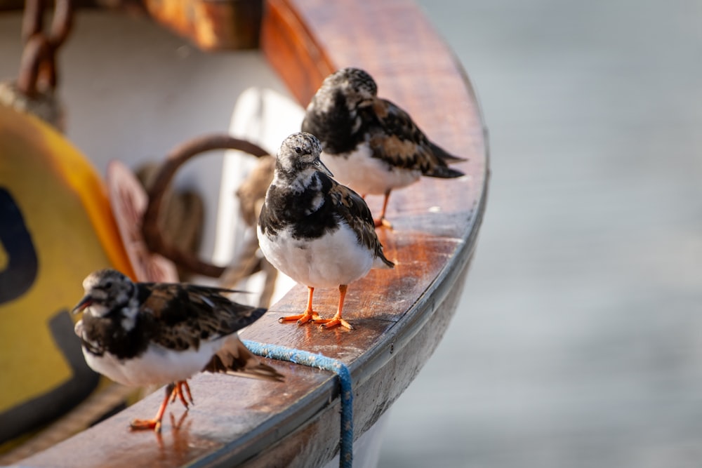 a group of birds standing on the edge of a boat