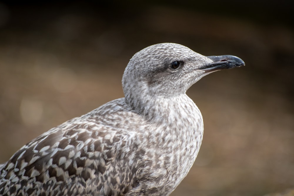 a close up of a bird with a blurry background