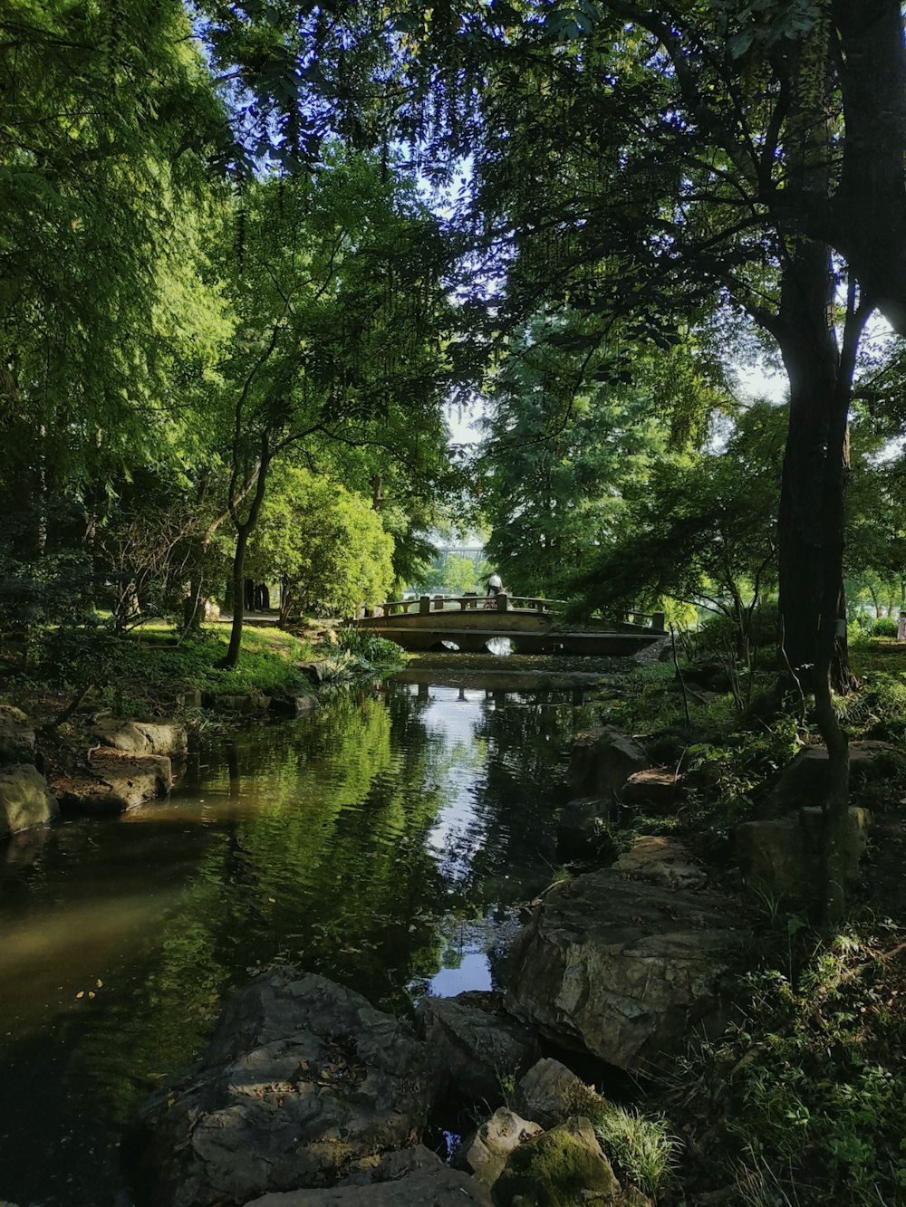 a river running through a lush green forest