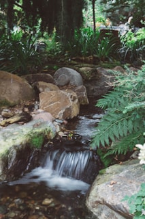 A serene garden corner with a small water fountain surrounded by ferns and moss.