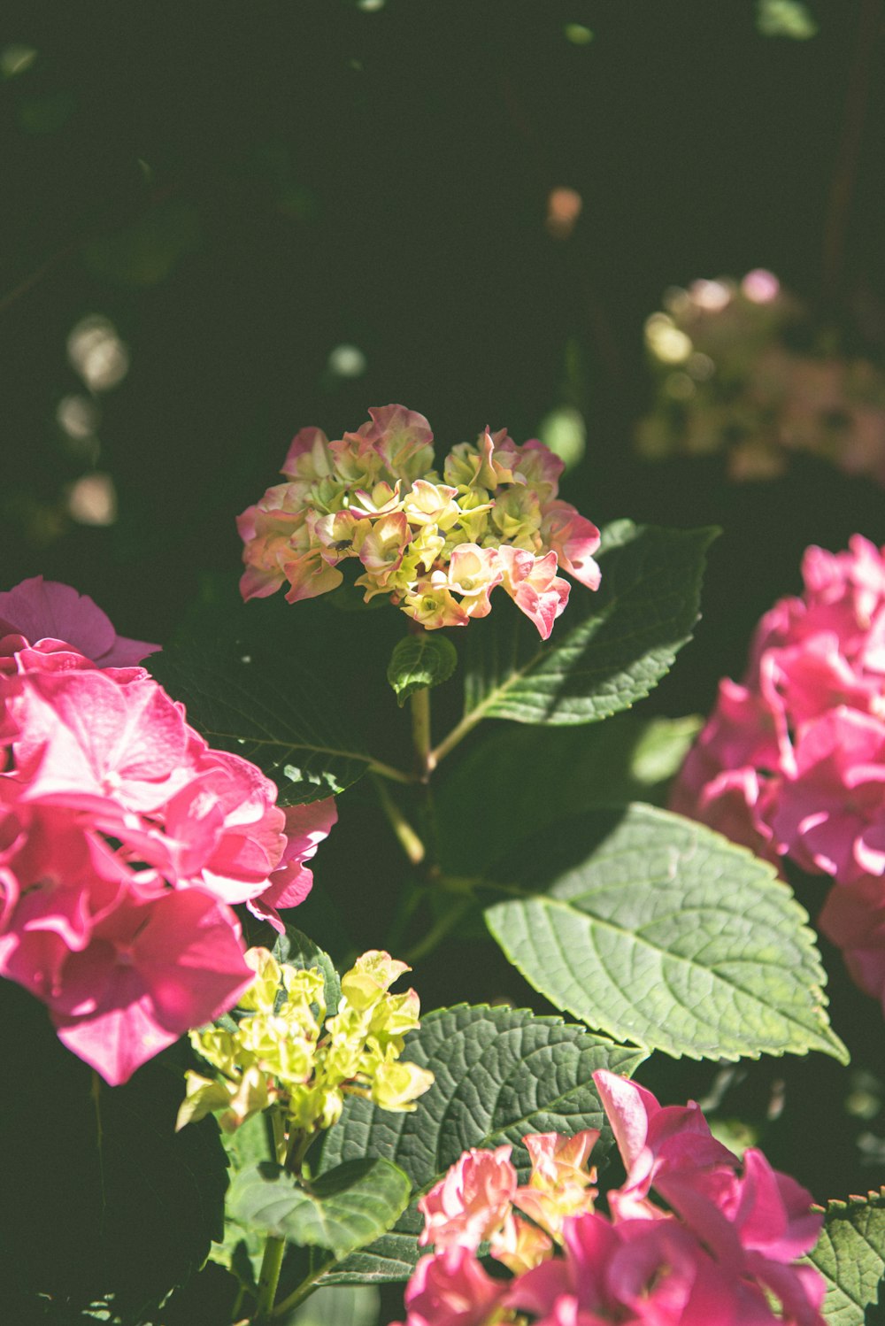 a bunch of pink flowers with green leaves