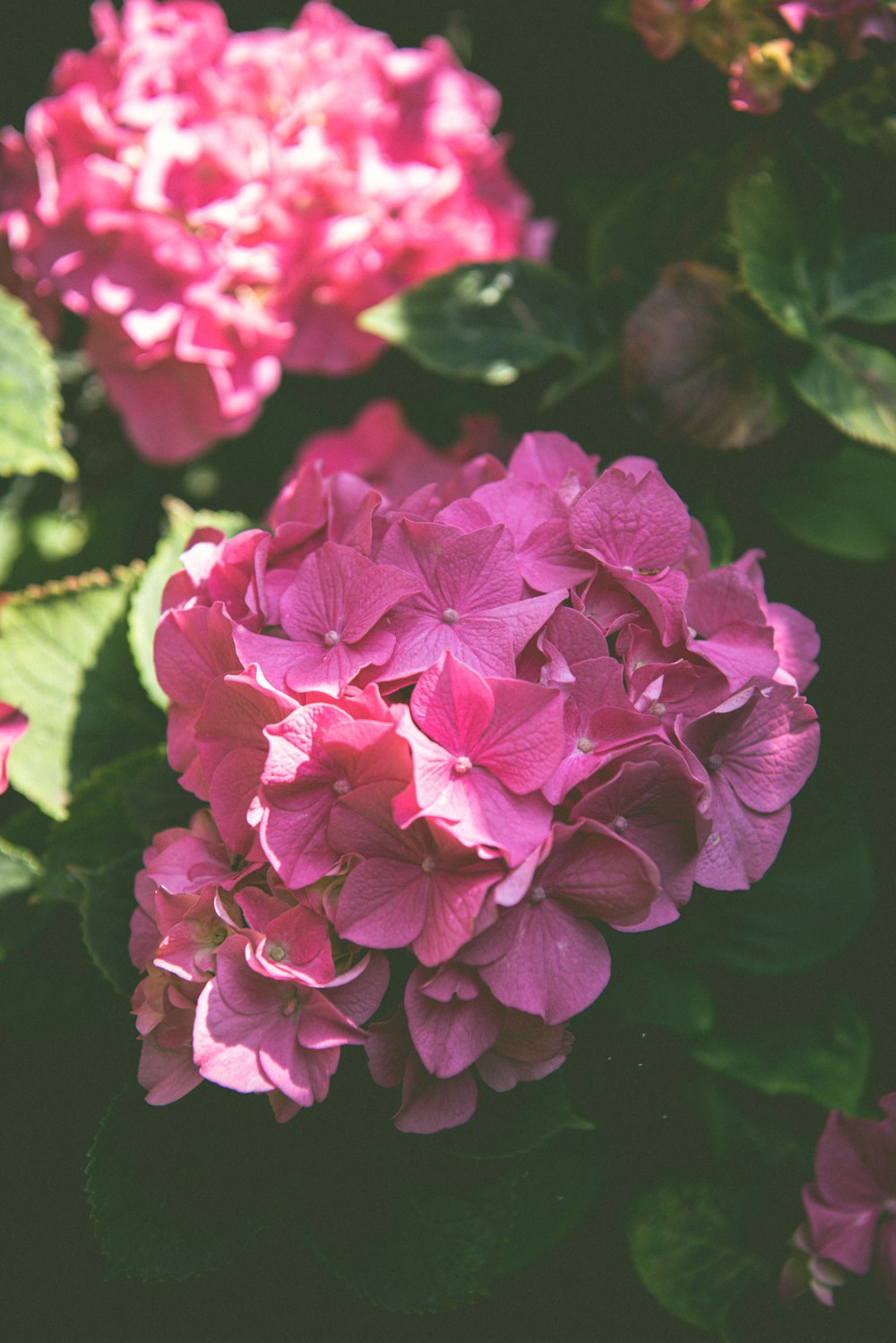 a close up of a bunch of pink flowers