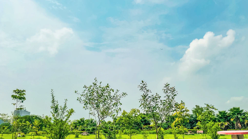Volunteers planting young trees in a sunny community park, surrounded by green hills.