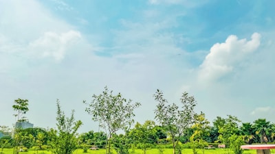 Volunteers planting trees in a community park under a bright sky