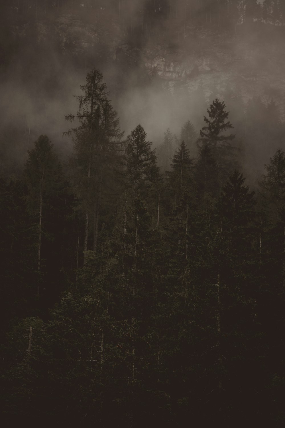 a black and white photo of a forest