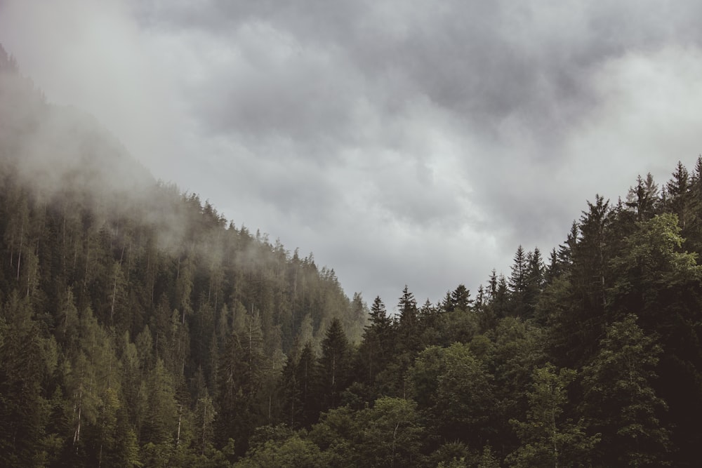 a forest filled with lots of trees under a cloudy sky