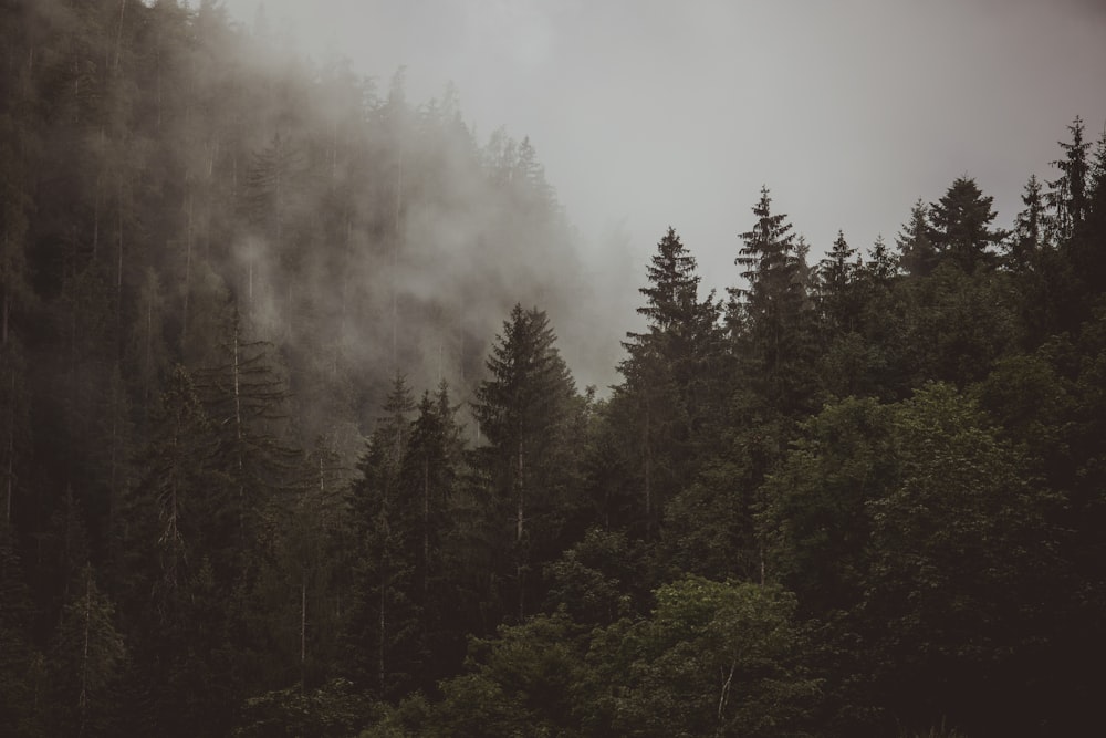 a forest filled with lots of trees covered in fog