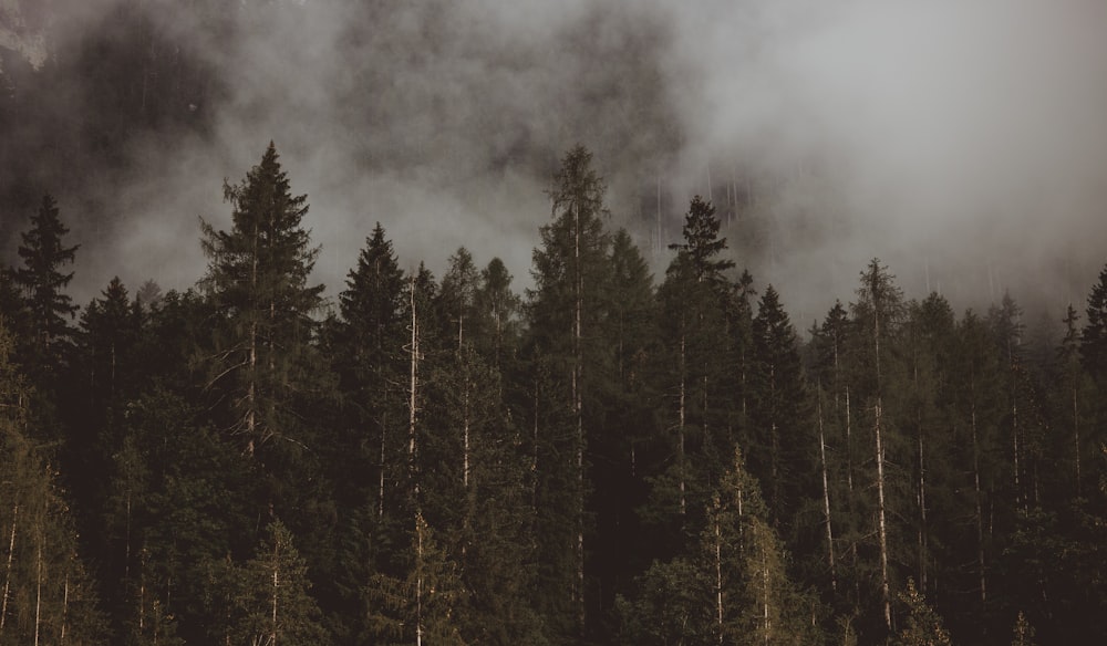 a forest filled with lots of tall trees under a cloudy sky