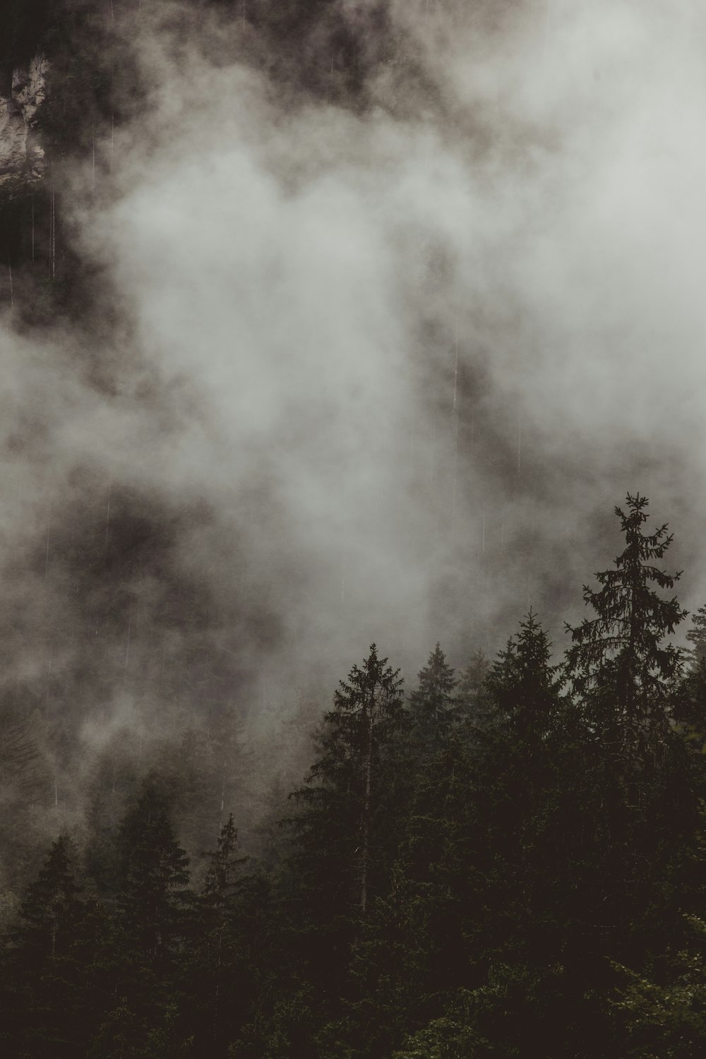 Une forêt remplie de beaucoup d’arbres couverts de brouillard