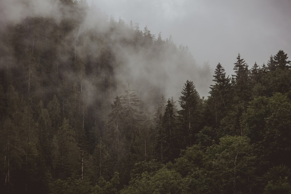 a forest filled with lots of trees covered in fog