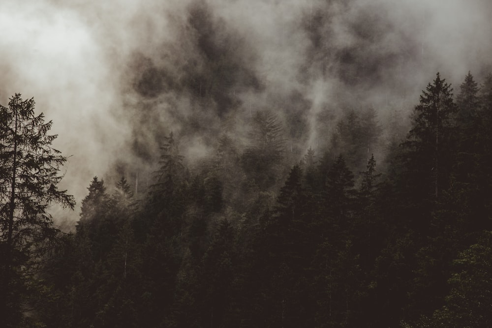 a forest filled with lots of trees under a cloudy sky