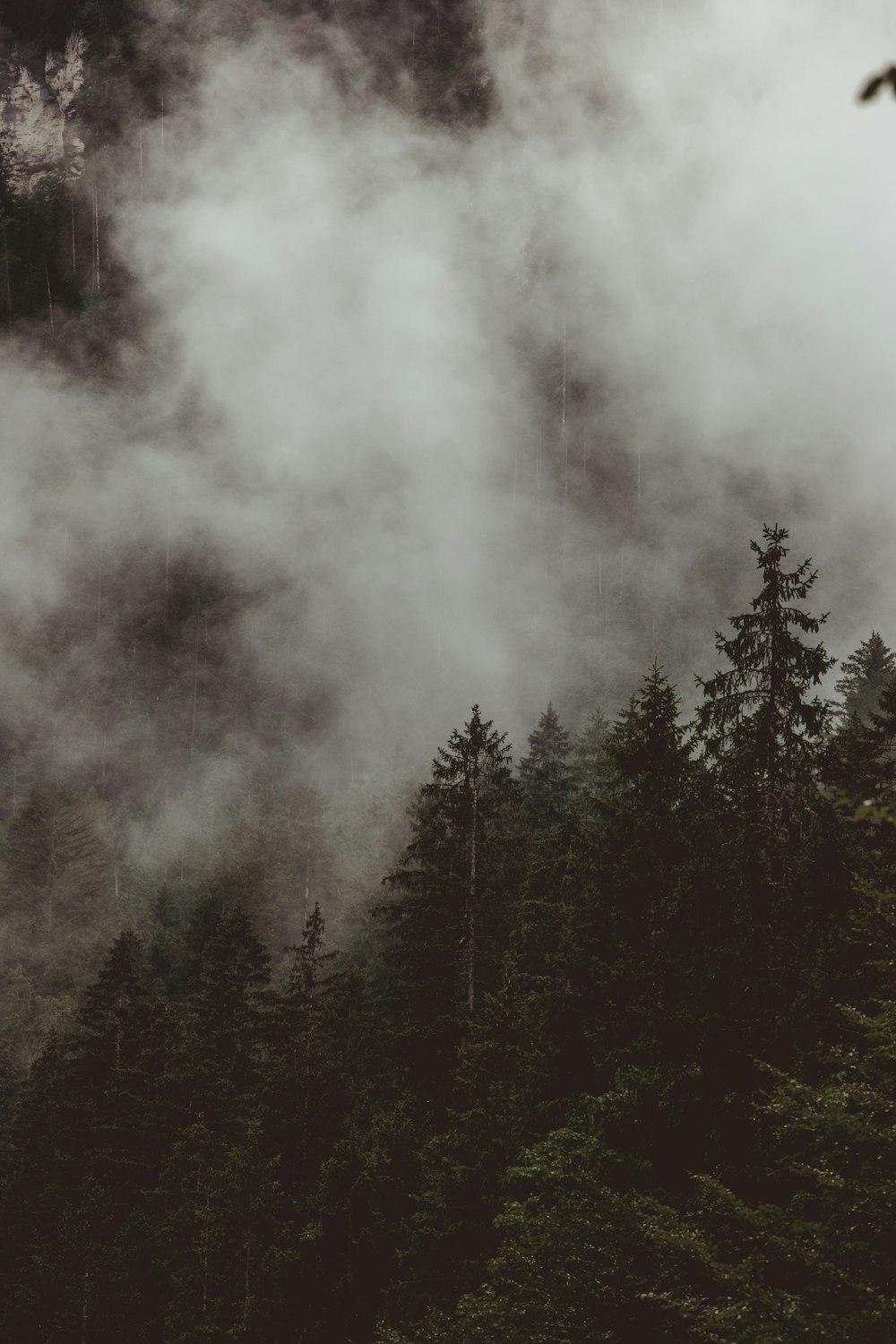 Una foresta piena di molti alberi coperti di nebbia