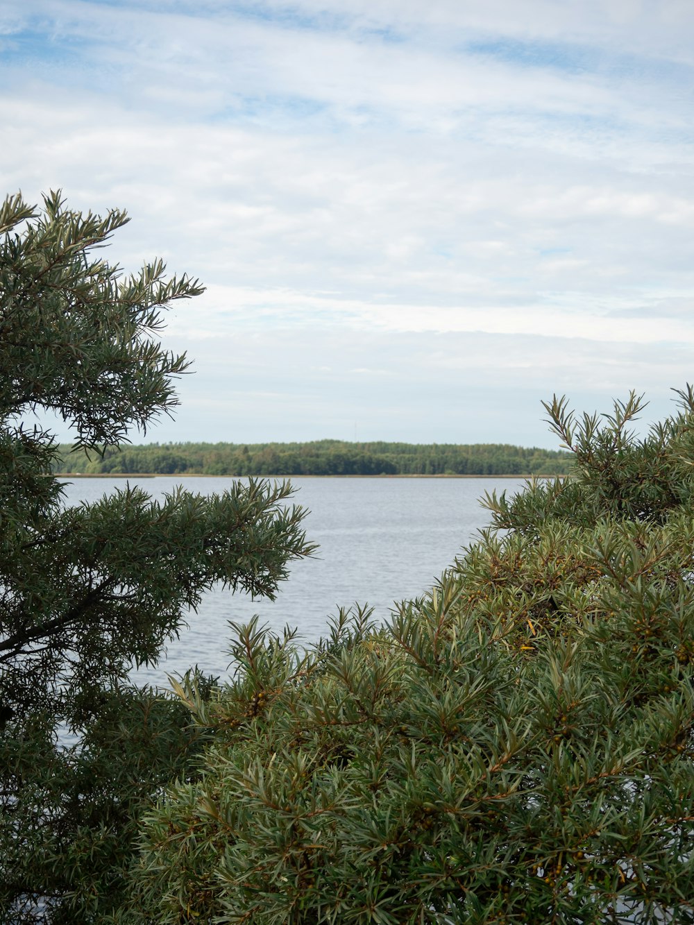 a view of a body of water from behind some trees