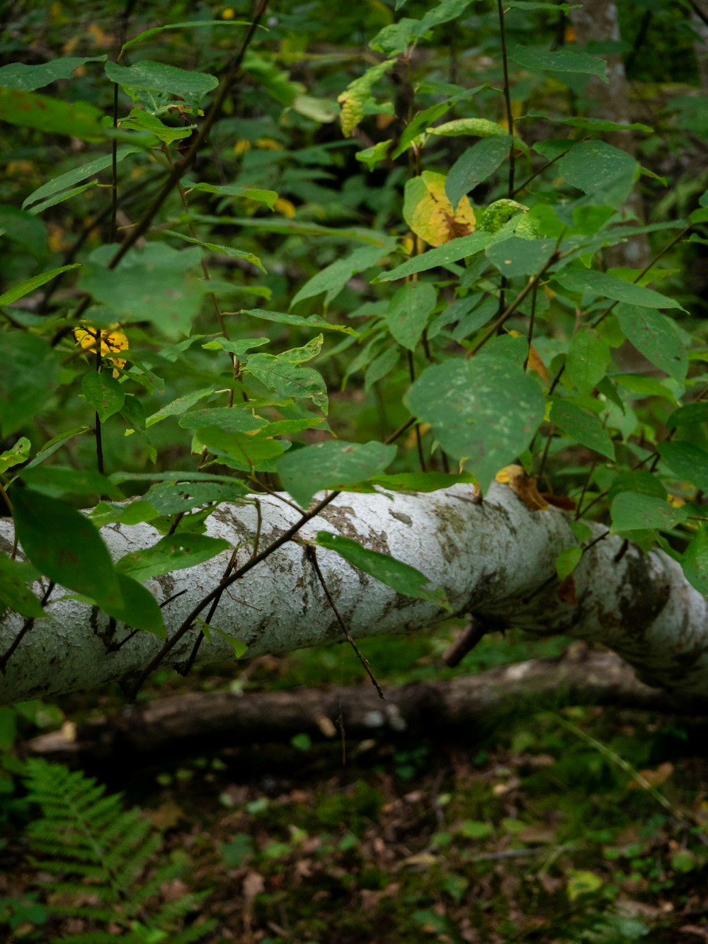 a branch of a tree in the woods