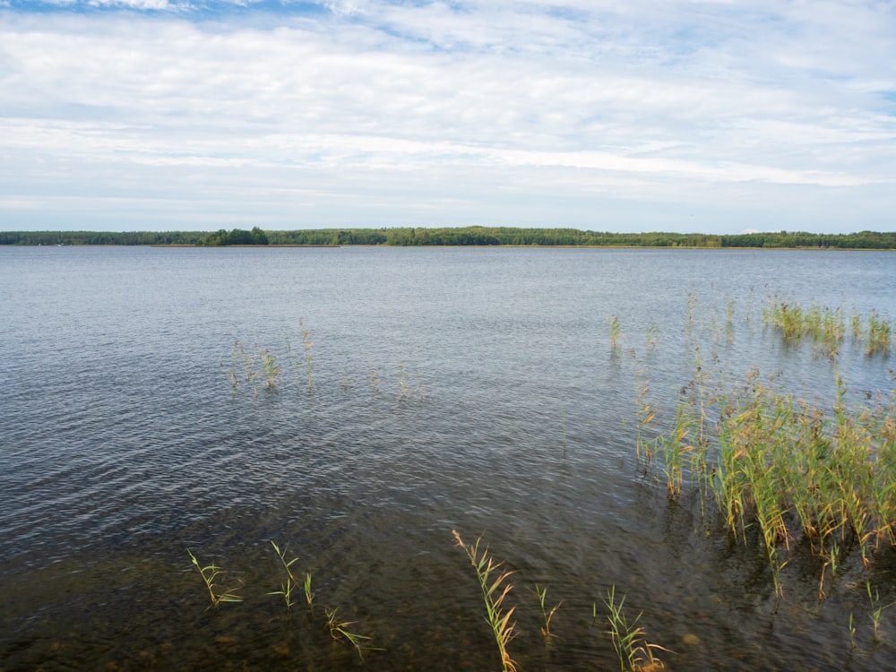 a large body of water surrounded by tall grass