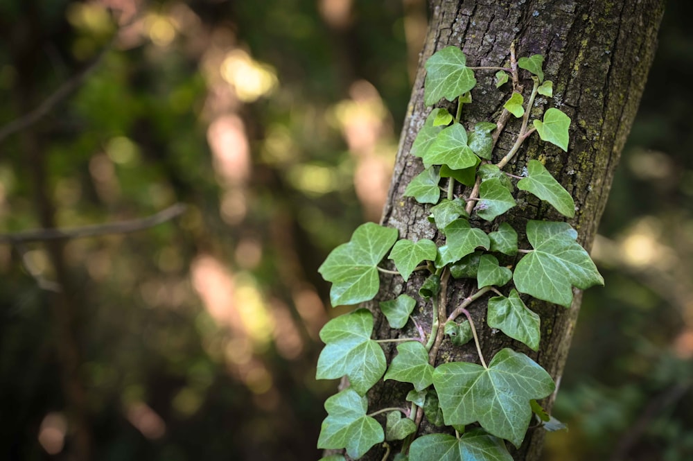 a vine growing on the side of a tree