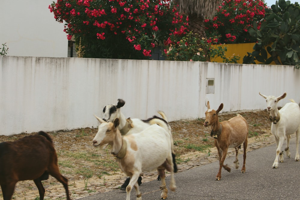 a herd of goats walking down a street
